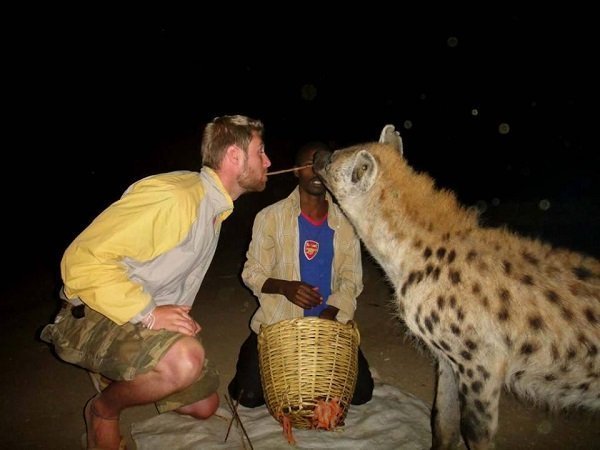 Hyenas _ Harar 